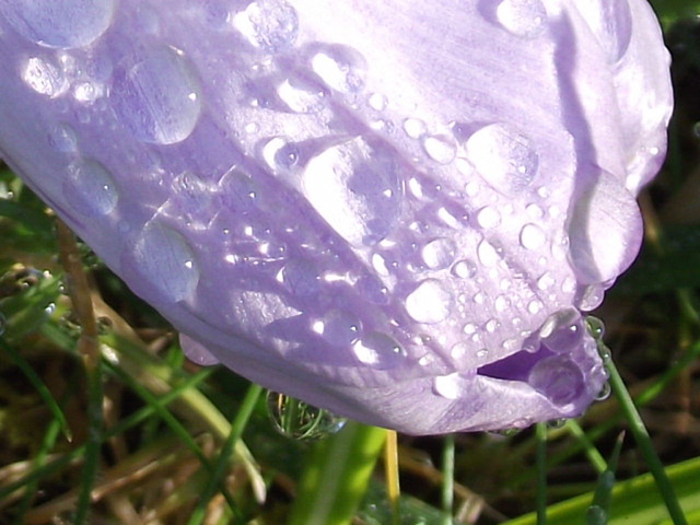 Raindrops on a light purple crocus