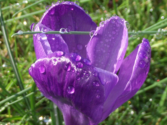 The rain looks so pretty on crocus'