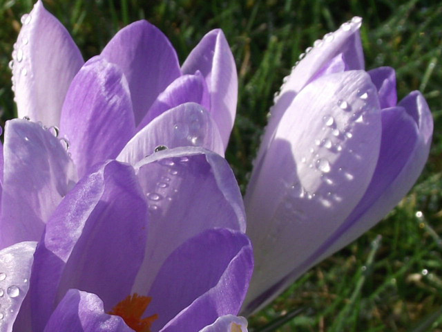 Light purple flowers