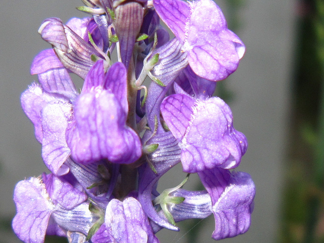 Purple flower