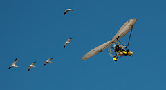 Whooping Crane Flyover 2012