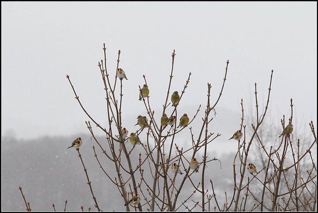 Les oiseaux