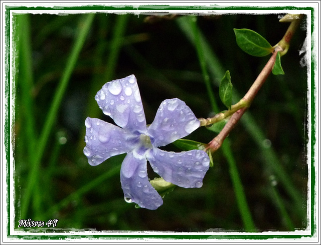 Mon JARDIN