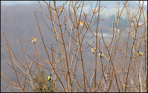 Arbre aux oiseaux