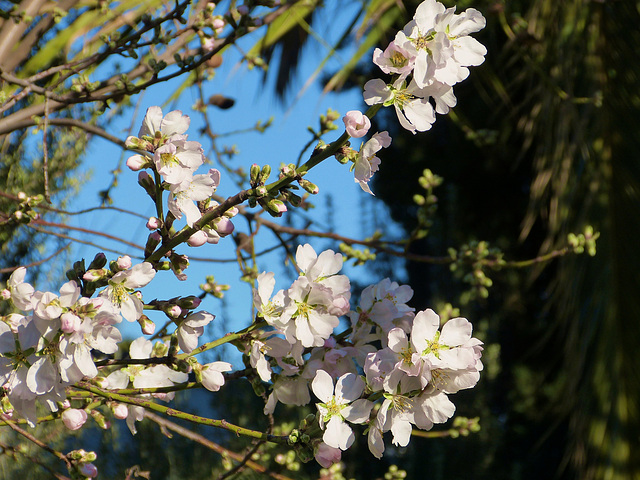 ...amandier en fleurs...