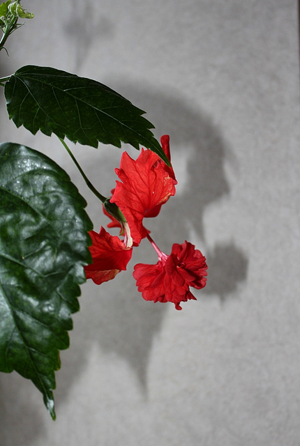 Hibiscus El Capitolio