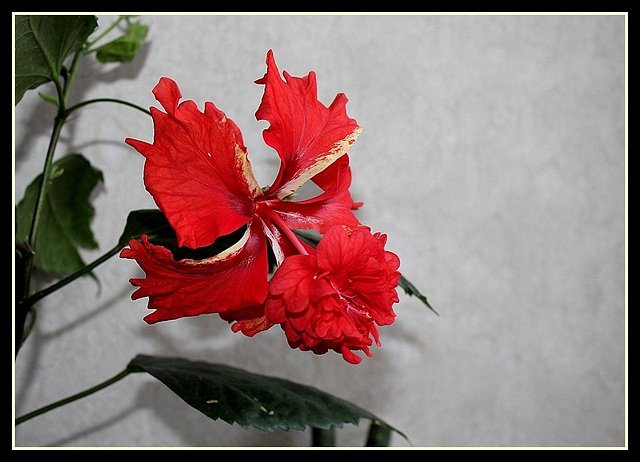 Hibiscus El Capitolio