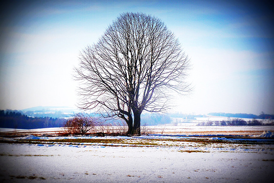 Alter Baum - maljuna arbo - old tree - vieux arbre