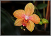 Phalaenopsis hybride 'Coral Sea'