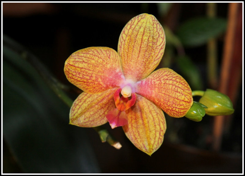 Phalaenopsis hybride 'Coral Sea'