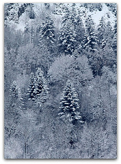 IMG 3081- Paysage hivernal