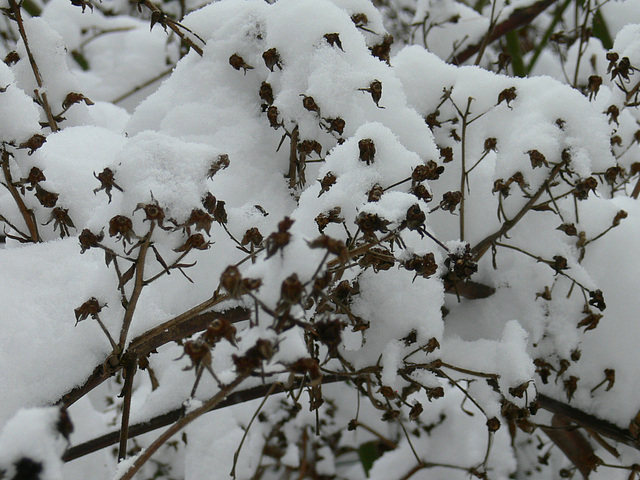 Sträucher im Schnee