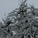 Schnee, Baum und Himmel