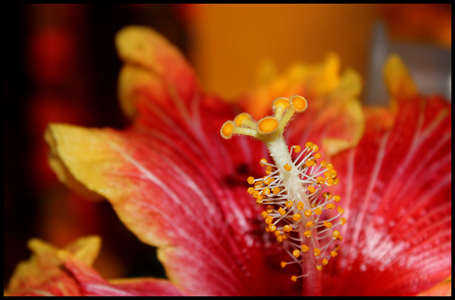 Hibiscus RS hybride 'Gerald Derr'