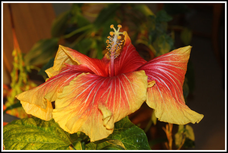Hibiscus RS hybride 'Gerald Derr'