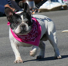 DHS Holiday Parade 2012 (7627)