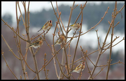 Pinsons du nord ( un couple) et Chardonnerets