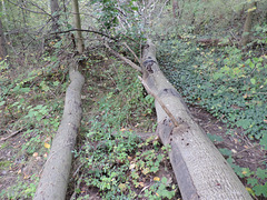 Sturmschäden in den Gipsbrüchen in Sperenberg