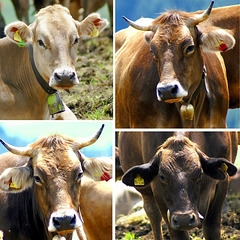 Allgäuer Schönheiten im Portrait. ©UdoSm