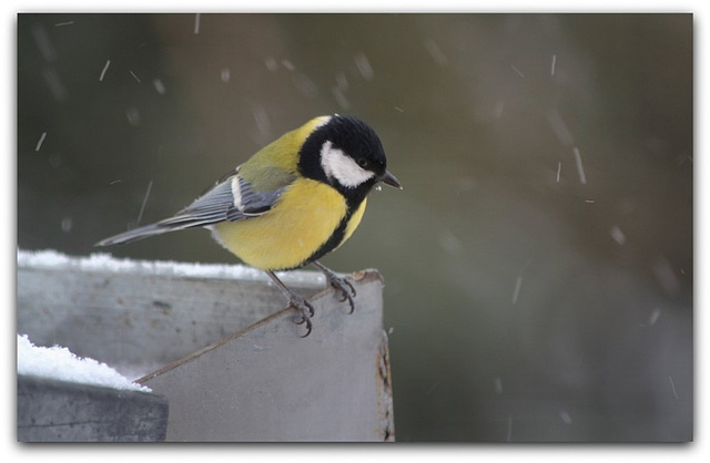 Mésange charbonnière mâle