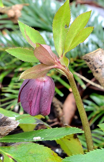 Hellebore-2