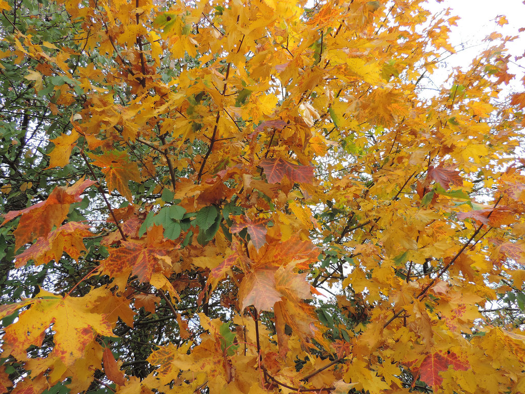 Herbst am Bodengeopfad - der Ahorn strahlt...