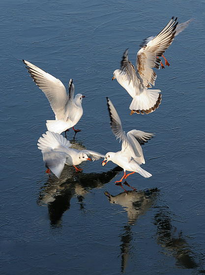 Mouettes en folie...