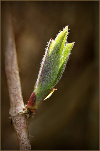 Pousser de sève