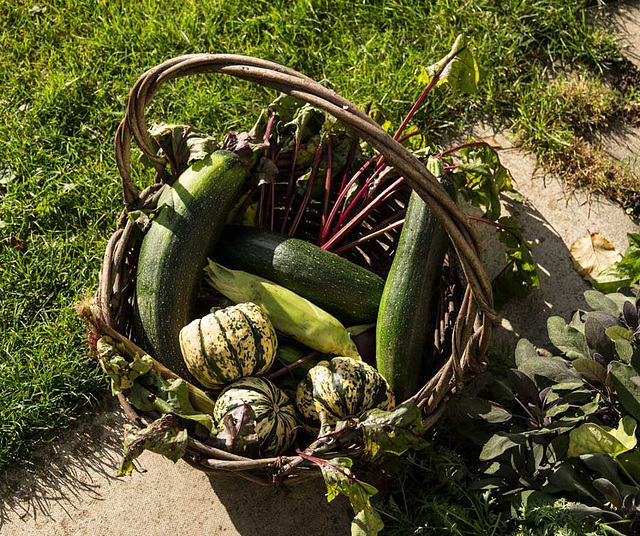 Autumn bounty