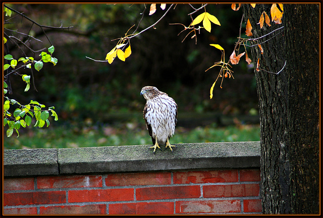 Neighborhood Predator