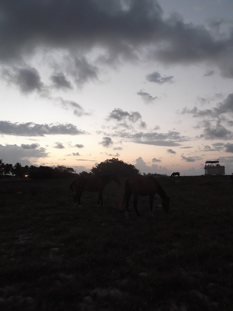 Chevaux levants / Rising horses / Caballos al amanecer - 21 avril 2012 / Photo originale.