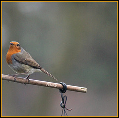 Rouge-gorge Rouge-gorge