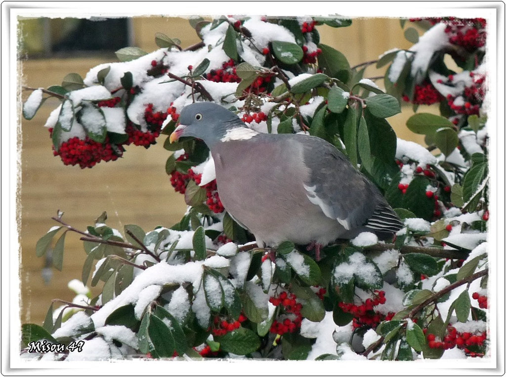 Mon JARDIN