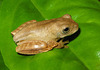 Imago recem metamorfoseado de Hypsiboas faber (Córrego Grande, FL, SC) J. L. Gasparini