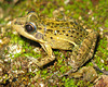 jovem de Leptodactylus latrans (Córrego Grande, FL, SC) J. L. Gasparini