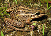 Leptodactylus gracilis Córrego Grande, FL, SC (J. L. Gasparini)