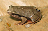 Physalaemus nanuns (Córrego Grande, FL, SC) J. L. Gasparini