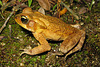 Rhinella abei (Parque do Córrego Grande, FL, SC) J. L Gasparini