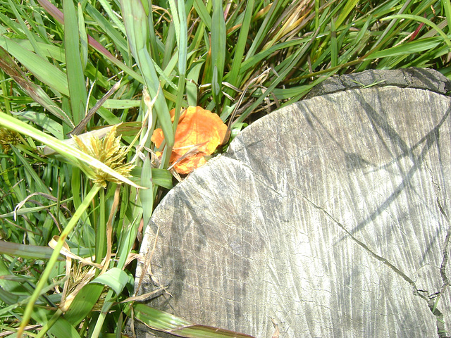 DSC05911 - Pycnoporus sanguineus