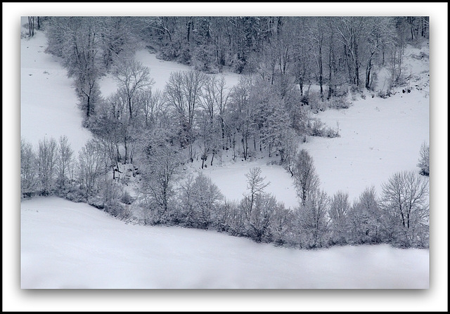 Coeur d'arbre