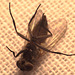 House fly (Musca domestica)