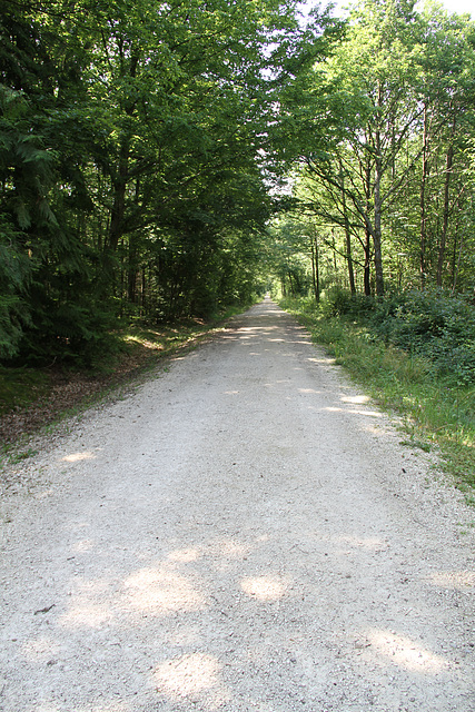 Forêt de Villefermoy