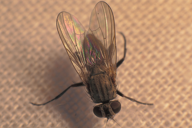 House fly (Musca domestica)