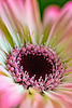 blossom stacking