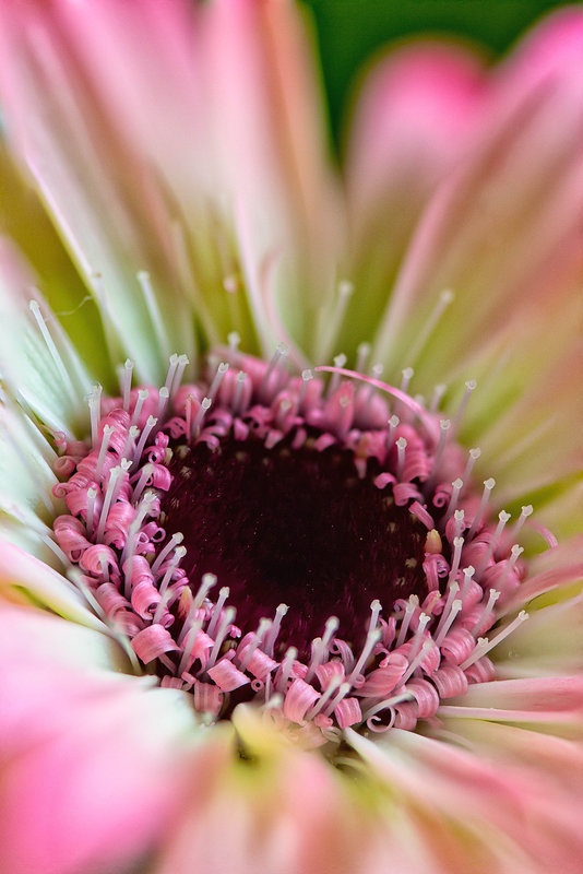 blossom stacking