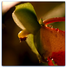 Coeur d'une fleur de zanzibar