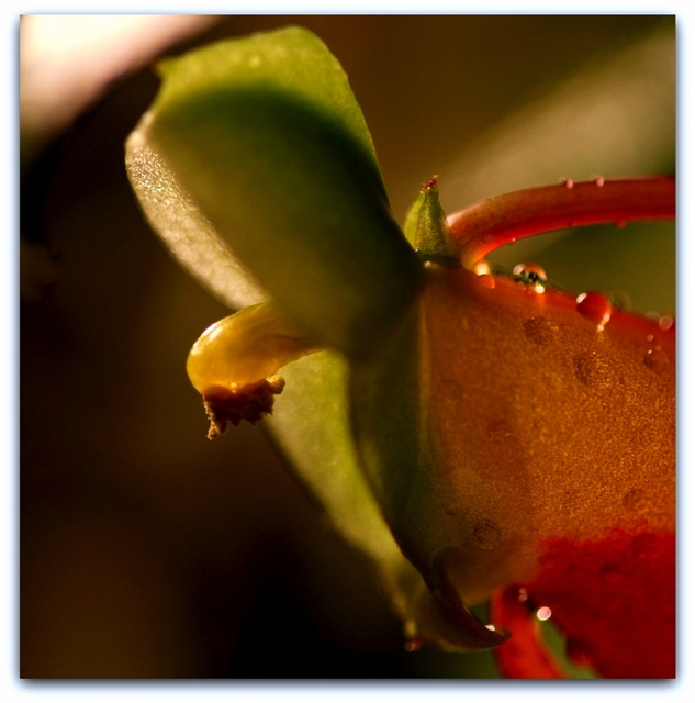 Coeur d'une fleur de zanzibar