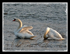 SAINTE GEMMES sur LOIRE