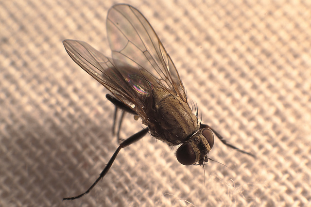 House fly (Musca domestica)