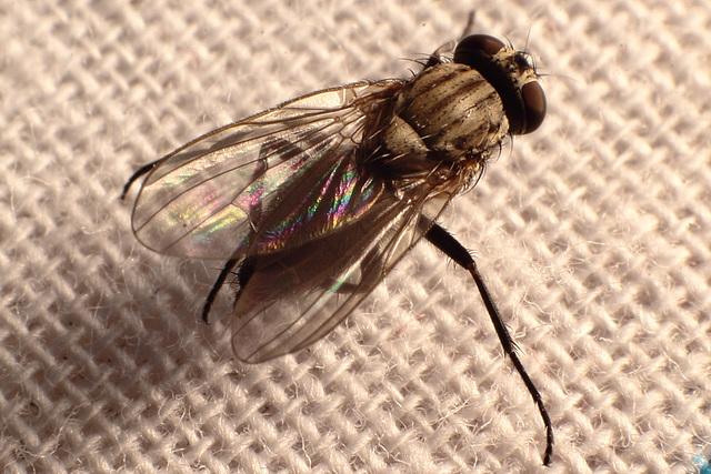 House fly (Musca domestica)